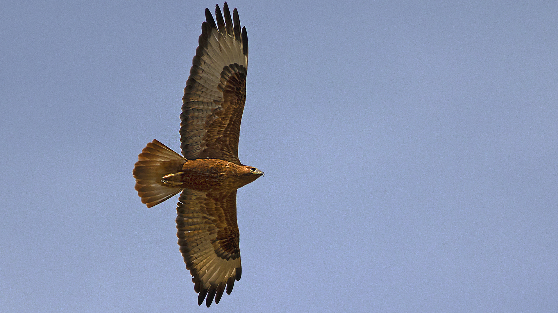 Long-legged Buzzard